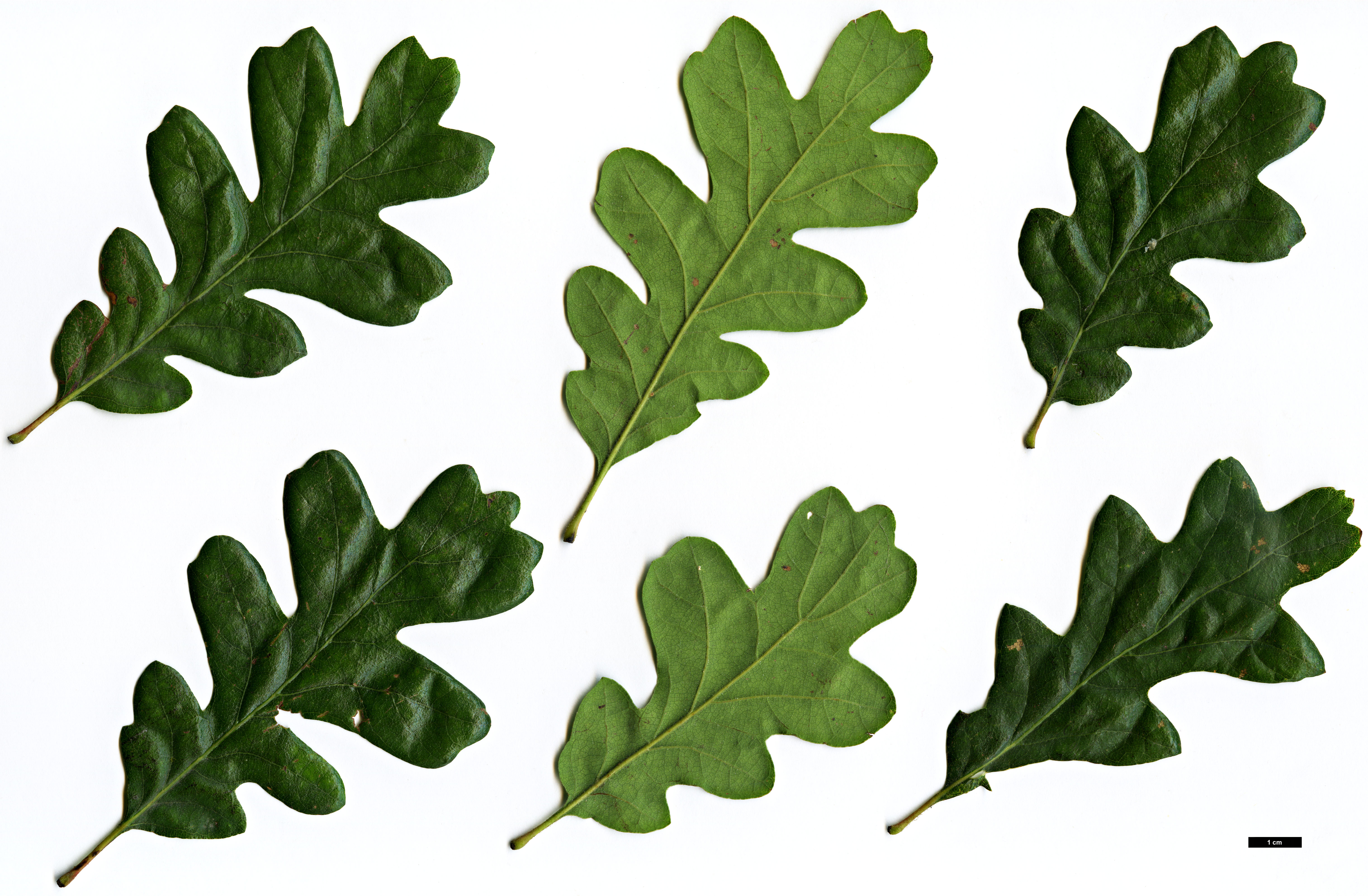 High resolution image: Family: Fagaceae - Genus: Quercus - Taxon: garryana - SpeciesSub: subsp. semota